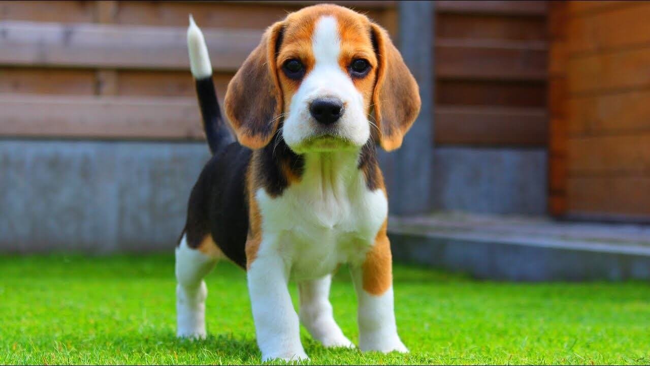 Dog Sale Telegram Group Link