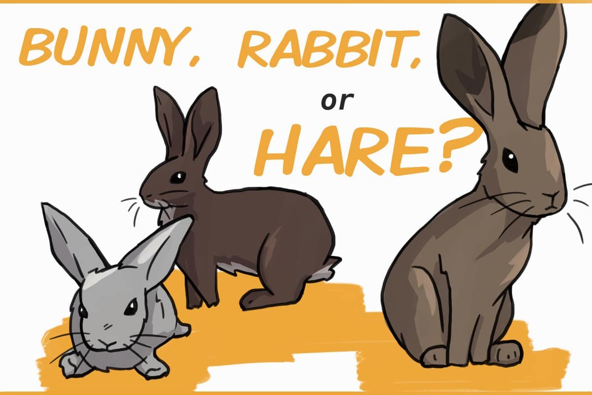 Bunny Telegram Group