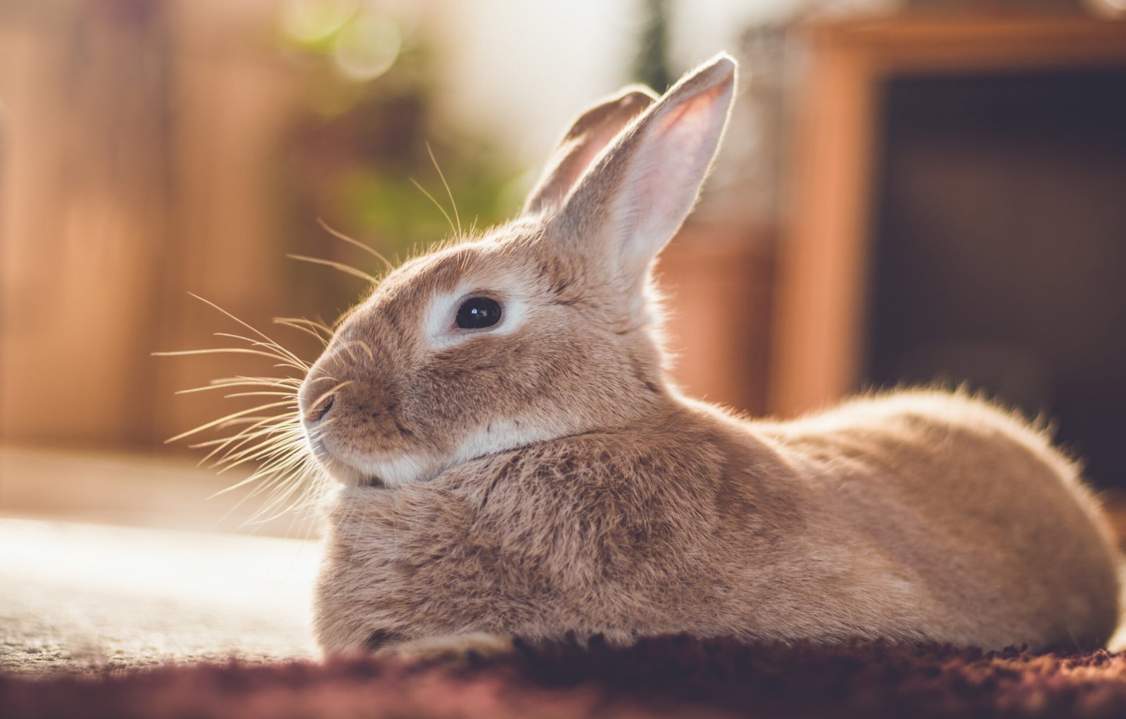 Rabbit Telegram Group