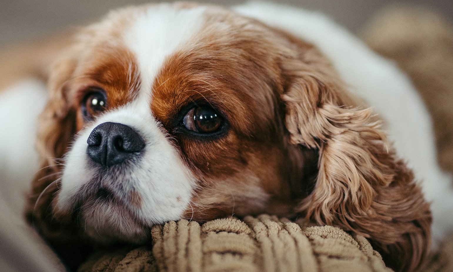 Dog Telegram Group
