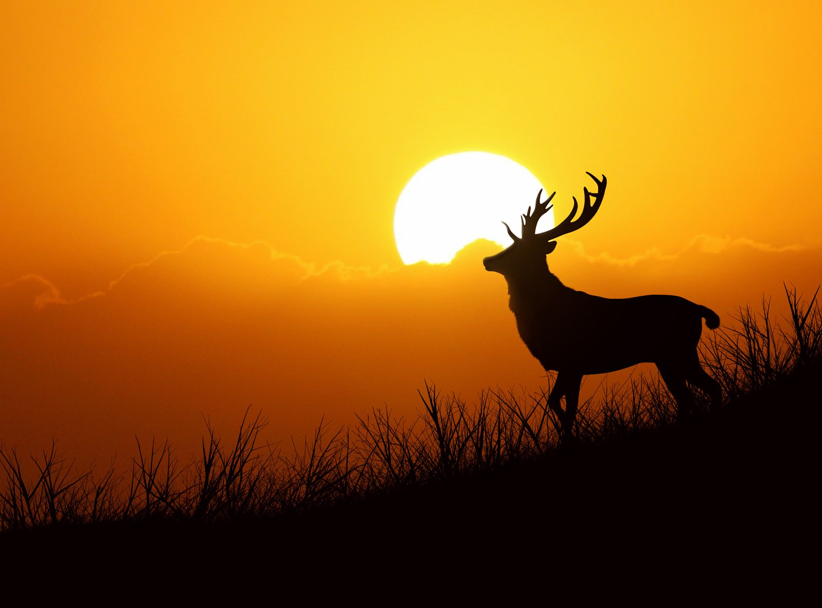 Nature Photography Telegram Channel