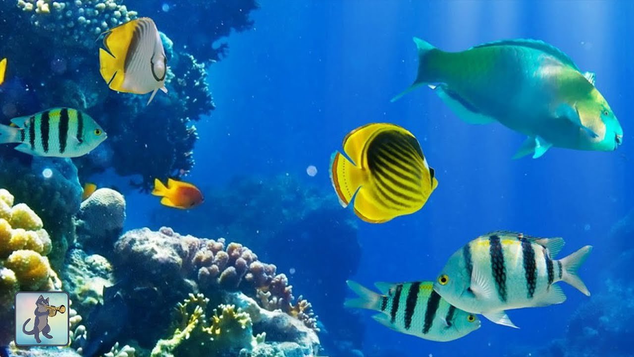 Fish WhatsApp Group Link Join 2025