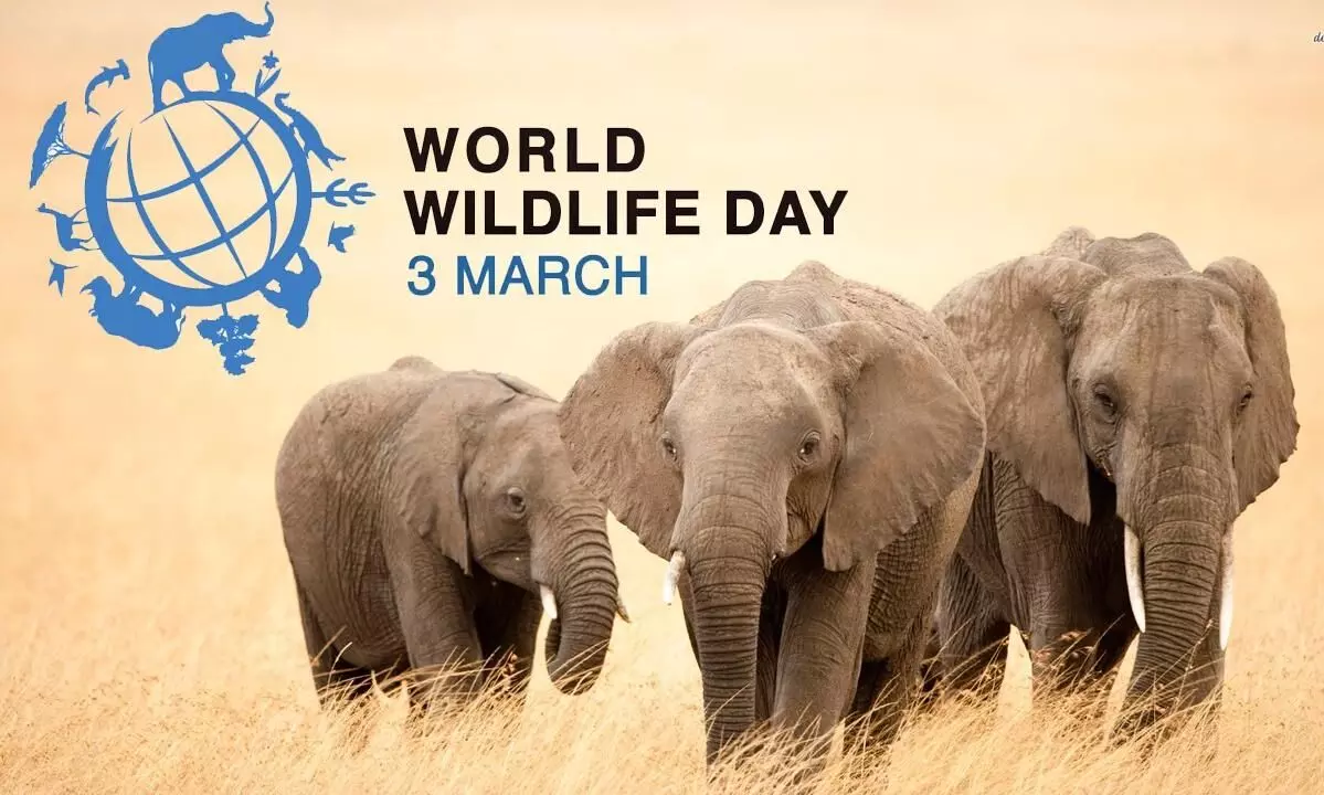 Wild Life Whatsapp Group Link Join 2025