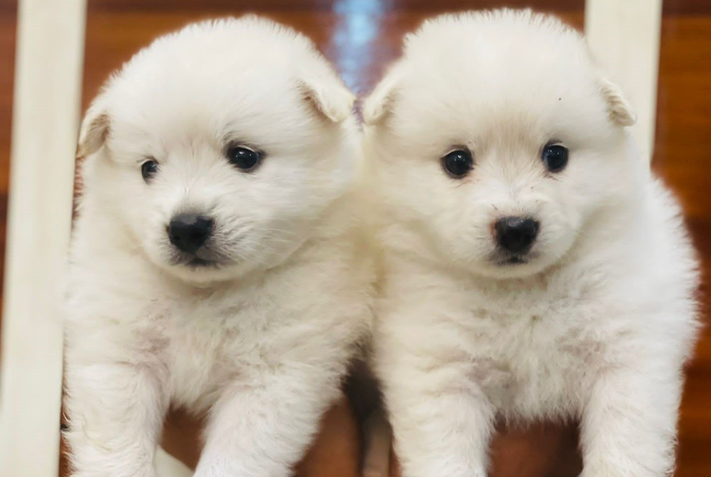 Pune Dog Whatsapp Group Link Join 2025