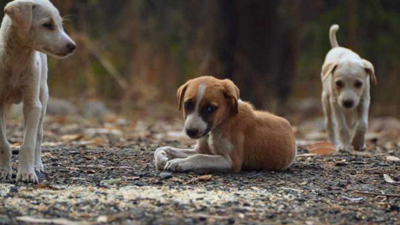 Maharashtra Dog Whatsapp Group Link Join 2025