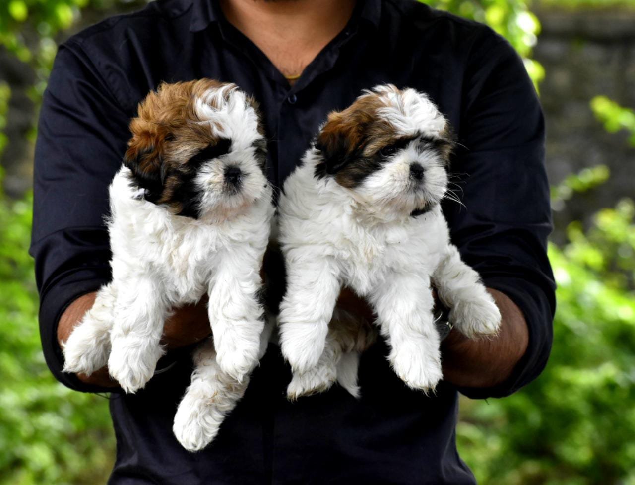 Dog Sale Whatsapp Group Link Join 2025