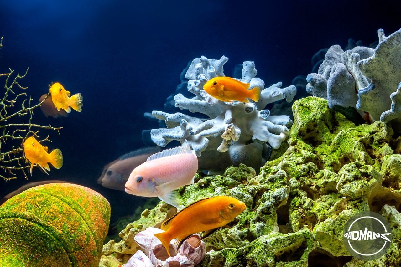 Aquarium Fish Whatsapp Group Link Join 2025