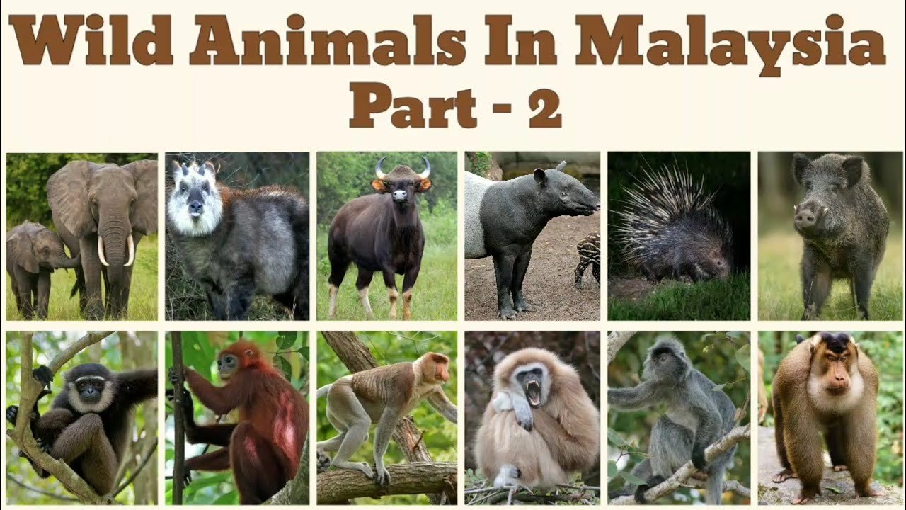 Malaysia Animals Whatsapp Group Link Join 2025