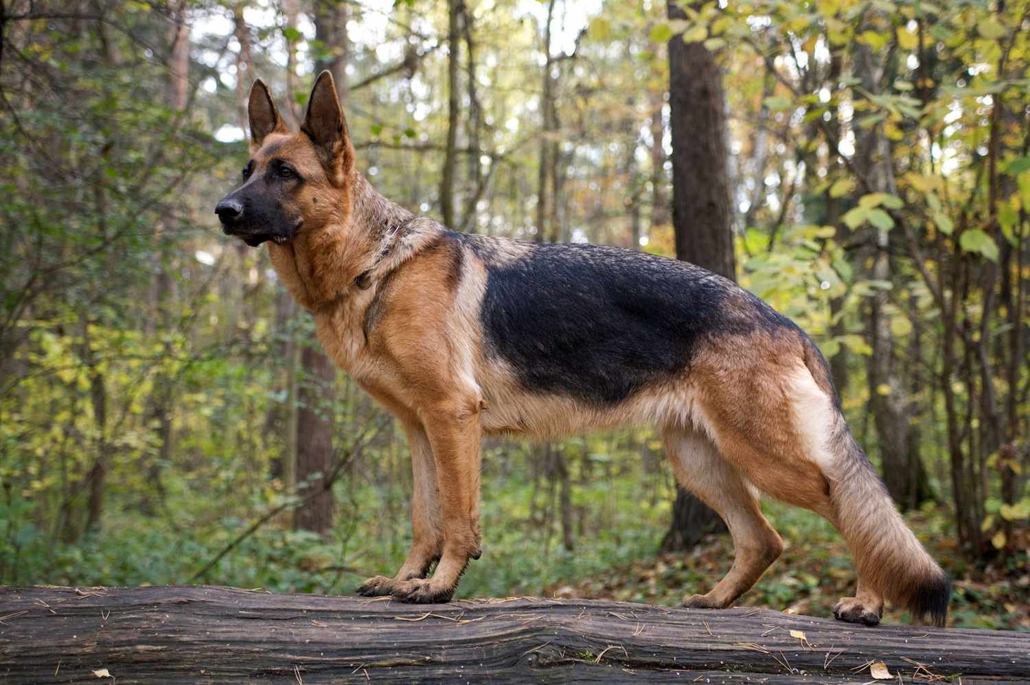 German Shephard Whatsapp Group Link Join 2025